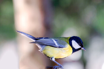 Closeup of a great tit bird sitting on the branch of a tree