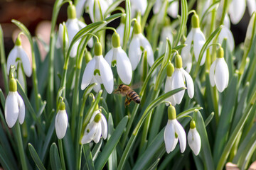 Honey bee pollinator on first spring snowdrops flowers collects pollen and nectar for seasonal honey in february with white petals and white blossoms in macro view with nice bokeh and a lot copy space