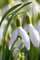 First spring snowdrops flowers with pollen and nectar for seasonal honey bees in february with white petals and white blossoms in macro view with nice bokeh and a lot copy space