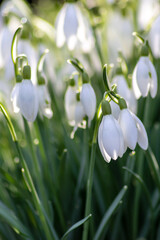 First spring snowdrops flowers with pollen and nectar for seasonal honey bees in february with white petals and white blossoms in macro view with nice bokeh and a lot copy space