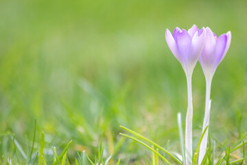 Filigree pink crocus flower blossoms in green grass are pollinated by flying insects like honey...