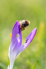 Filigree pink crocus flower blossoms in green grass are pollinated by flying insects like honey bees or flies in spring time as close-up macro with blurred background in garden landscape blooming wild