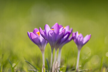 Filigree pink crocus flower blossoms in green grass are pollinated by flying insects like honey bees or flies in spring time as close-up macro with blurred background in garden landscape blooming wild