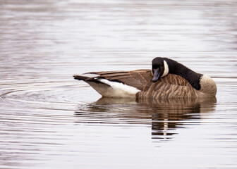 A Canada goose takes a nap while floating on the calm lake waters.