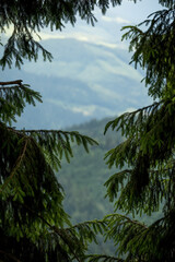 Fototapeta premium Spruce branches form a natural frame and a view of the green mountains in the background.