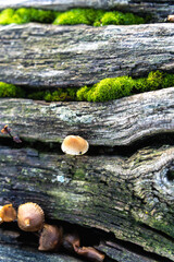 Pilze und Moos auf altem Holz