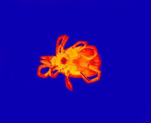 Mite in scientific high-tech thermal imager illustration. Terrible carrier of dangerous diseases....