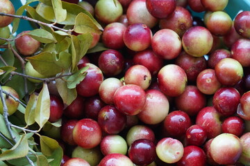 Camu Camu fruits and leaves. Semi-ripe and red fruits from shrubs that grow wild on the banks of...