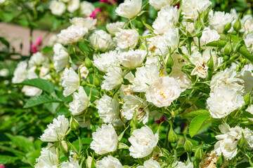 Blossoming beautiful small white rose flowers. Roses blossom in summer garden