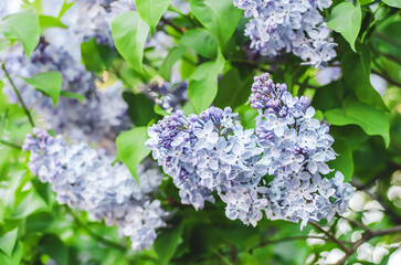 Spring lilac flowers
