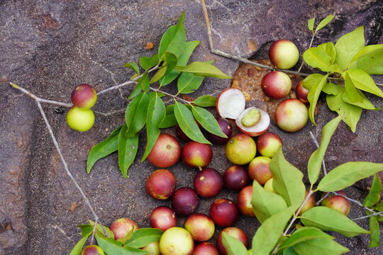 Camu Camu fruits and leaves. Semi-ripe and red fruits from shrubs that grow wild on the banks of the Rio Negro in Brazil. Camucamu (Myrciaria dubia) is a fruit with the highest concentration vitamin C