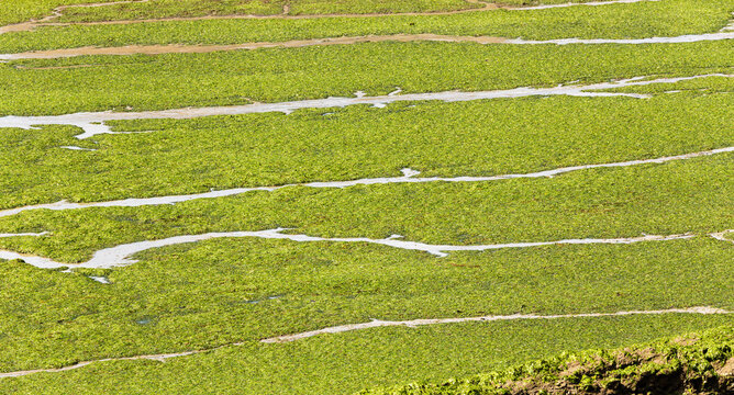 Algues vertes d&eacute;pos&eacute;es sur l'estran &agrave; mar&eacute;e basse, mar&eacute;e verte due &agrave; la pollution agricole, avec chenaux d&rsquo;&eacute;coulement de l'eau rayant le d&eacute;p&ocirc;t, en Bretagne. 