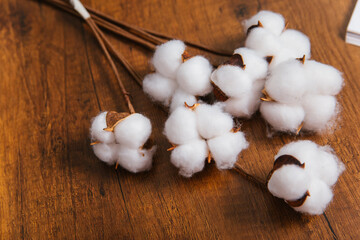 Branches of dry branches of cotton lie on a brown table. Interior decor element.