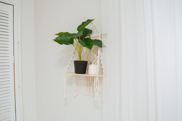 A green houseplant on a wooden shelf in a bright Scandinavian-style room. A beautiful flower in a pot.