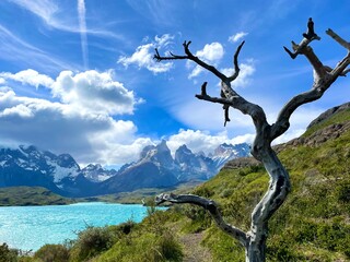 Magical view through dry tree on blue mountain lake and glacier in Torres del Paine National Park, Chile