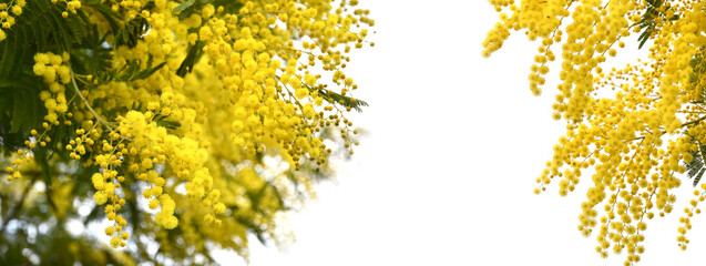 spring composition with mimosa flowers. Mimosa on white background, spring season concept. symbol of 8 march, happy womens day. copy space. long banner