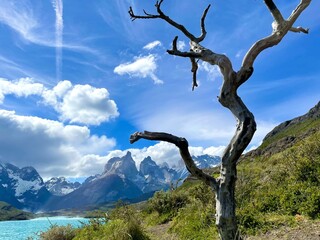 Tree with blue mountain lake and glacier in Torres del Paine National Park, Chile