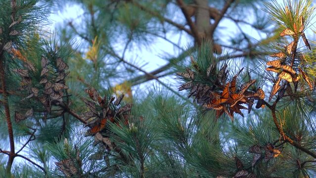 Monarchs clustering on pine branches at the Pacific Grove Monarch Butterfly Sanctuary. Fluttering wings to keep warm.