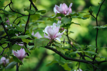 Magnolia spring flowers