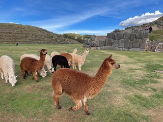Alpacas grazing at Sacsayhuaman citadel in Cusco, historic capital of Inca Empire in Peru © Don Serhio