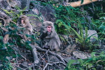 Wild monkey in Yakushima island Kagoshima Japan	