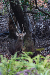 Wild deer in Yakushima island Kagoshima Japa