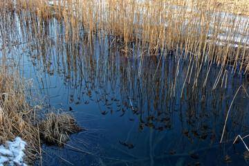 Winter im Murnauer Moos, Schilf spiegelt sich im Wasser, Bayern, Deutschland, Europa