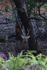 Wild deer in Yakushima island Kagoshima Japa