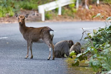 Fotobehang Wild deer in Yakushima island Kagoshima Japa © osero.