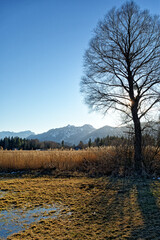 Blick im Winter über das Murnauer Moos mit einem kahlen Baum auf die Berge des Wettersteins und der Ammergauer Alpen, Bayern, Deutschland, Europa