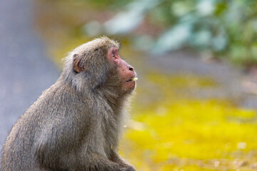 Wild monkey in Yakushima island Kagoshima Japan
