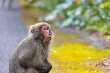 Wild monkey in Yakushima island Kagoshima Japan	