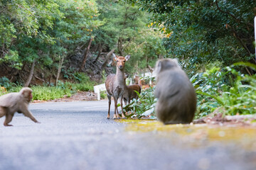 Wild monkey in Yakushima island Kagoshima Japan  © Yoshi
