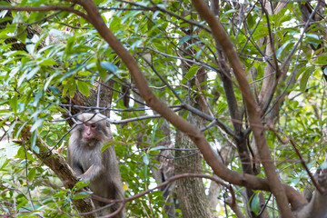 Wild monkey in Yakushima island Kagoshima Japan	