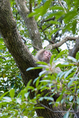 Wild monkey in Yakushima island Kagoshima Japan	