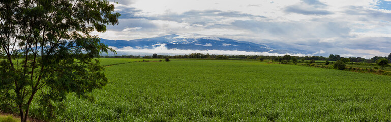 Sugar cane field and the majestic mountains at the Valle del Cauca region in Colombia