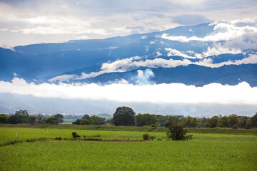 Fototapeta na wymiar Sugar cane field and the majestic mountains at the Valle del Cauca region in Colombia