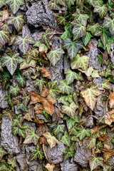 Efeu an an der Rinde eines Baustamms, Winter