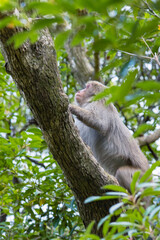 Fototapeta premium Wild monkey in Yakushima island Kagoshima Japan 