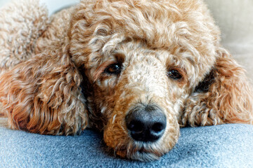 Nahaufnahme eines liegenden Hundes, K&ouml;nigspudel