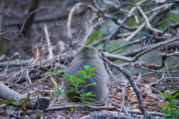 Wild monkey in Yakushima island Kagoshima Japan	