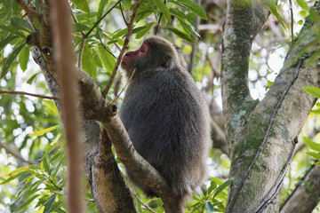 Wild monkey in Yakushima island Kagoshima Japan	