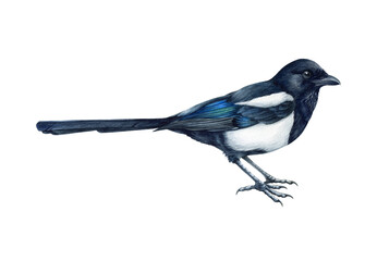 Magpie bird realistic watercolor illustration. Hand drawn pica pica avian. Common eurasian magpie on white background. Wildlife single forest bird close up illustration - obrazy, fototapety, plakaty