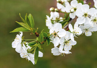 Blooming apple tree branch with white flowers with water drops and green young leaves in spring, closeup