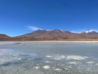 Amazing landscape with flamingos walking near hills and lagoon of Potosi Department, Bolivia