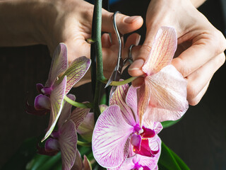 Pruning damaged orchid flowers with scissors. Home gardening, orchid breeding. - obrazy, fototapety, plakaty