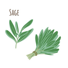 Sage bunch and separate twigs collection of spicy herbs. Flat style