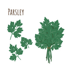 Parsley bunch and separate twigs collection of spicy herbs. Flat style