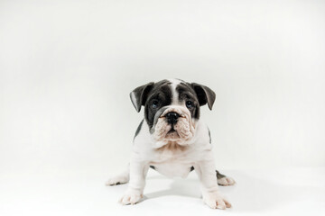 English Bully or Bulldog puppy with grey and white fur stands isolated on a light background.