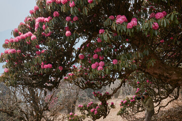 Trekking around Annapurna area in Nepal